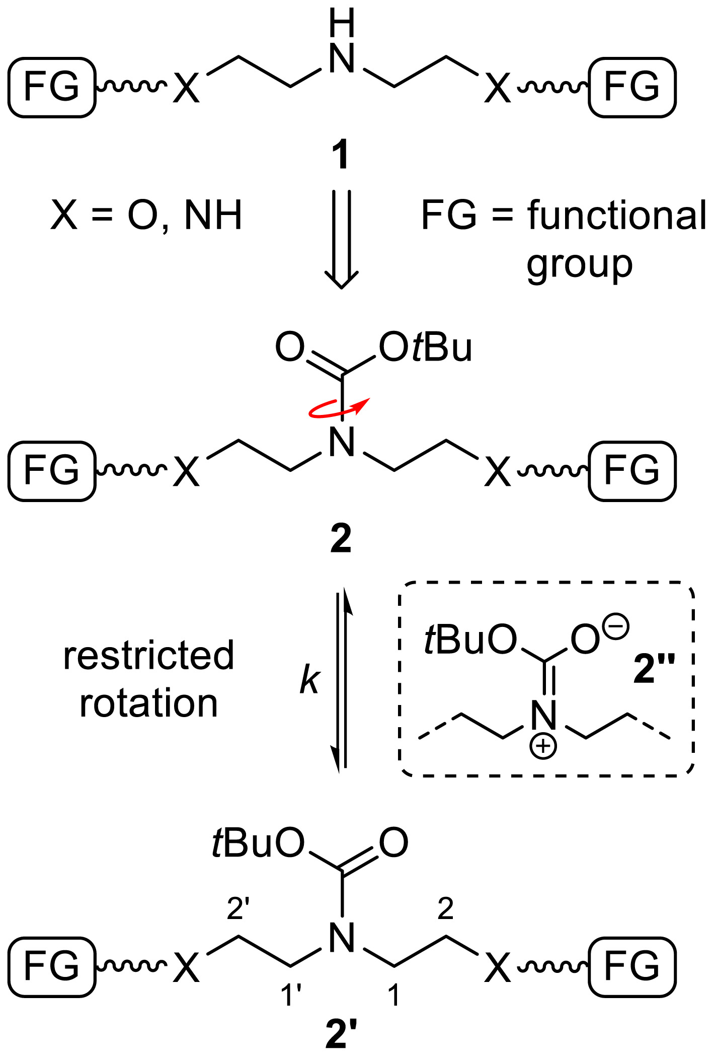 Rotational barriers of carbamate-protected amine crosslinkers for hydrogels: A combined experimental and computational study