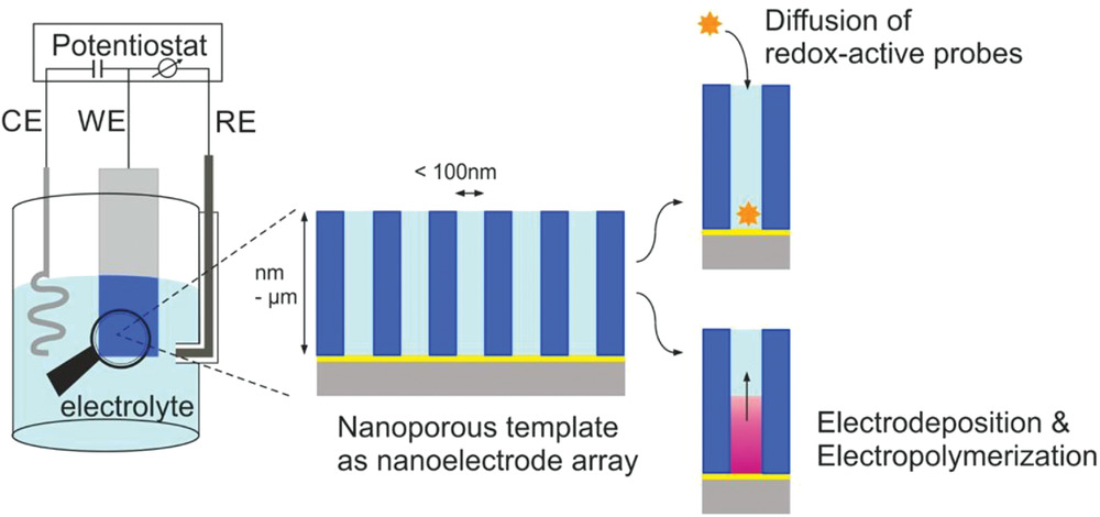 Electrochemical Manipulation of Aligned Block Copolymer Templates