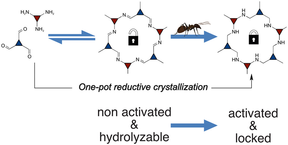 Amine-Linked Covalent Organic Frameworks as a Platform for Postsynthetic Structure Interconversion and Pore-Wall Modification