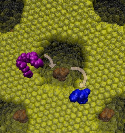 Confined Ru‐catalysts in a Two‐phase Heptane/Ionic Liquid Solution: Modeling Aspects