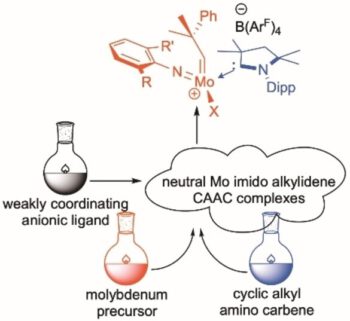 Neutral and Cationic Molybdenum Imido Alkylidene Cyclic Alkyl Amino Carbene (CAAC) Complexes for Olefin Metathesis