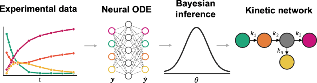 Kinetic Modeling of Enzymatic Cephalexin Synthesis with Neural ODEs and Surrogate-Accelerated Bayesian Inference