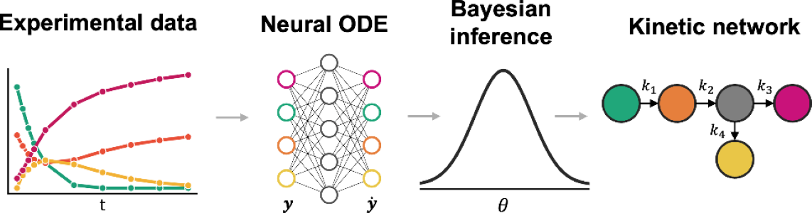 Kinetic Modeling of Enzymatic Cephalexin Synthesis with Neural ODEs and Surrogate-Accelerated Bayesian Inference